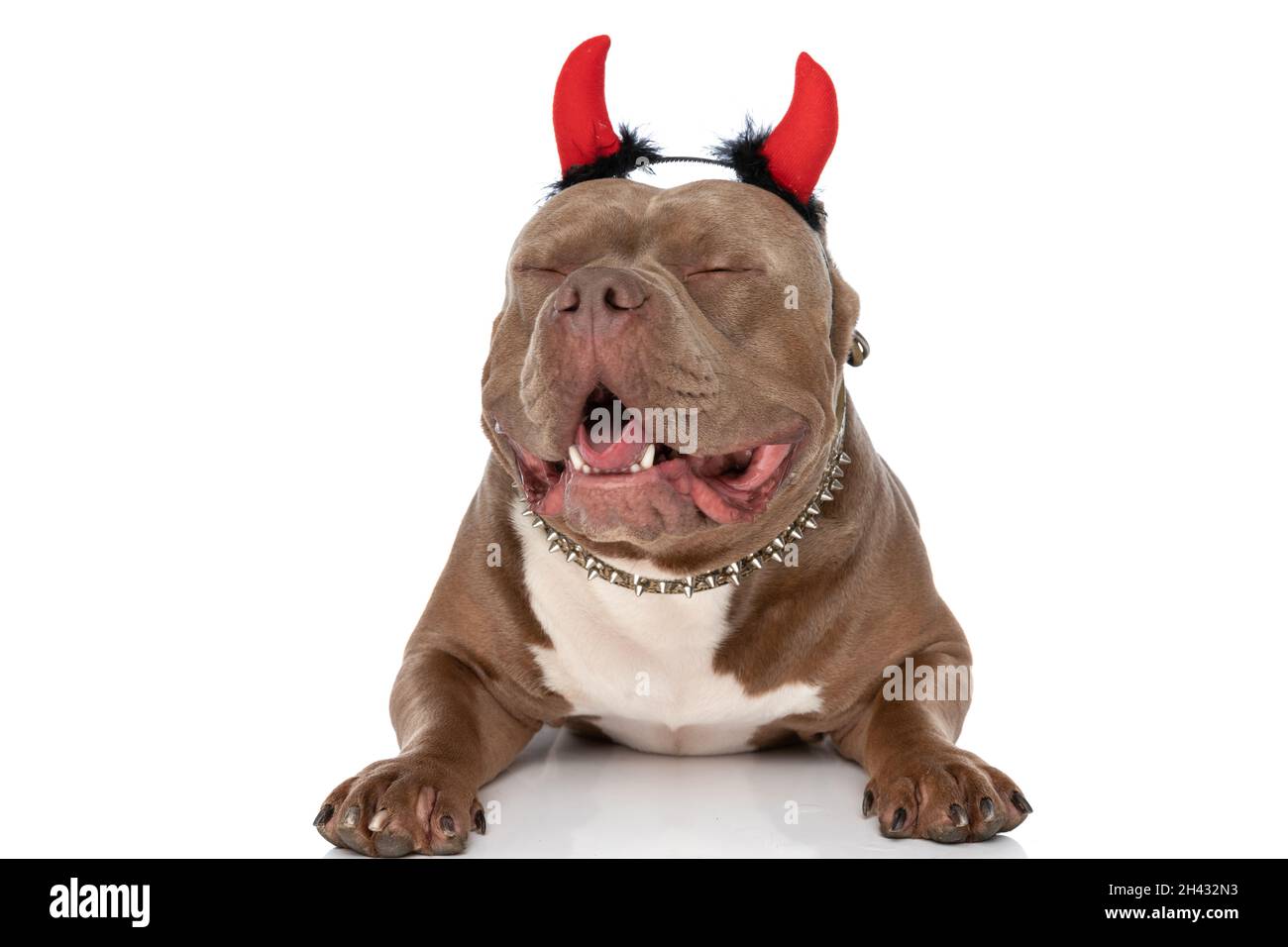 White devil pitbull cheap