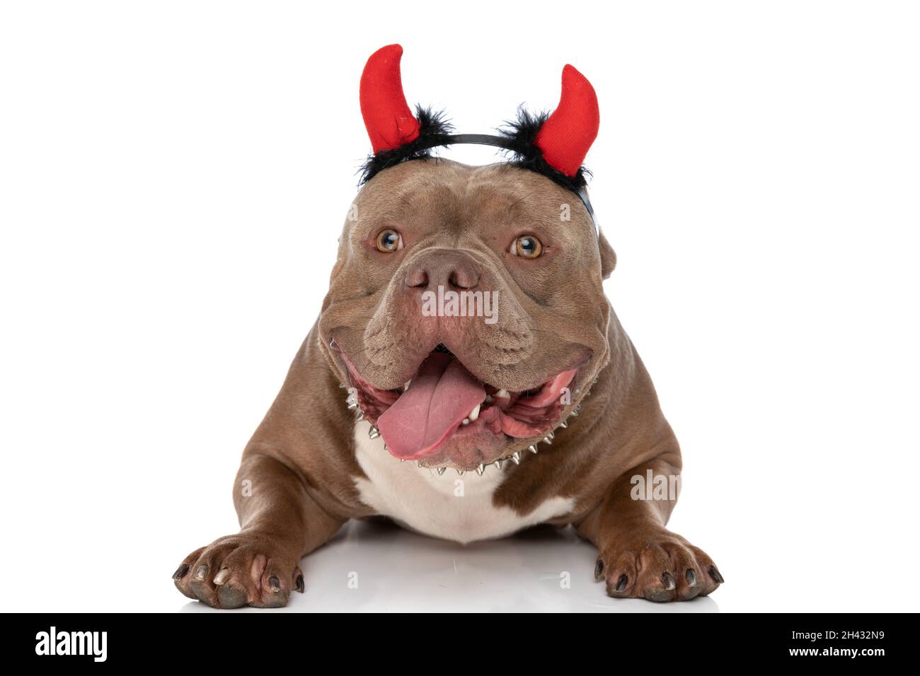 sweet american bully dog wearing halloween costume panting and sticking out tongue while laying down isolated on white background in studio Stock Photo Alamy