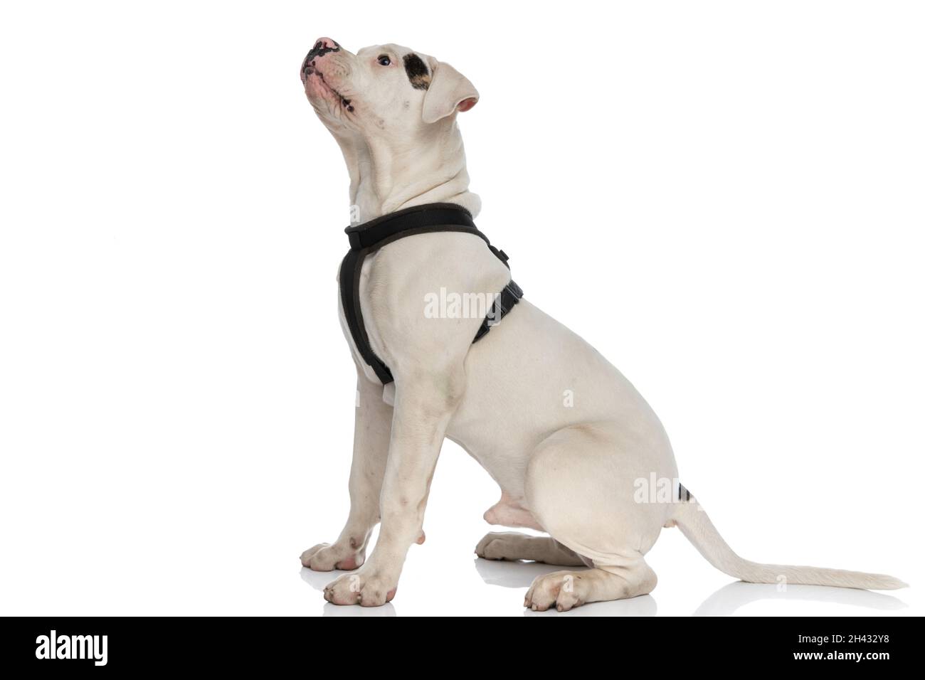 Dog body harness isolated hi-res stock photography and images - Alamy