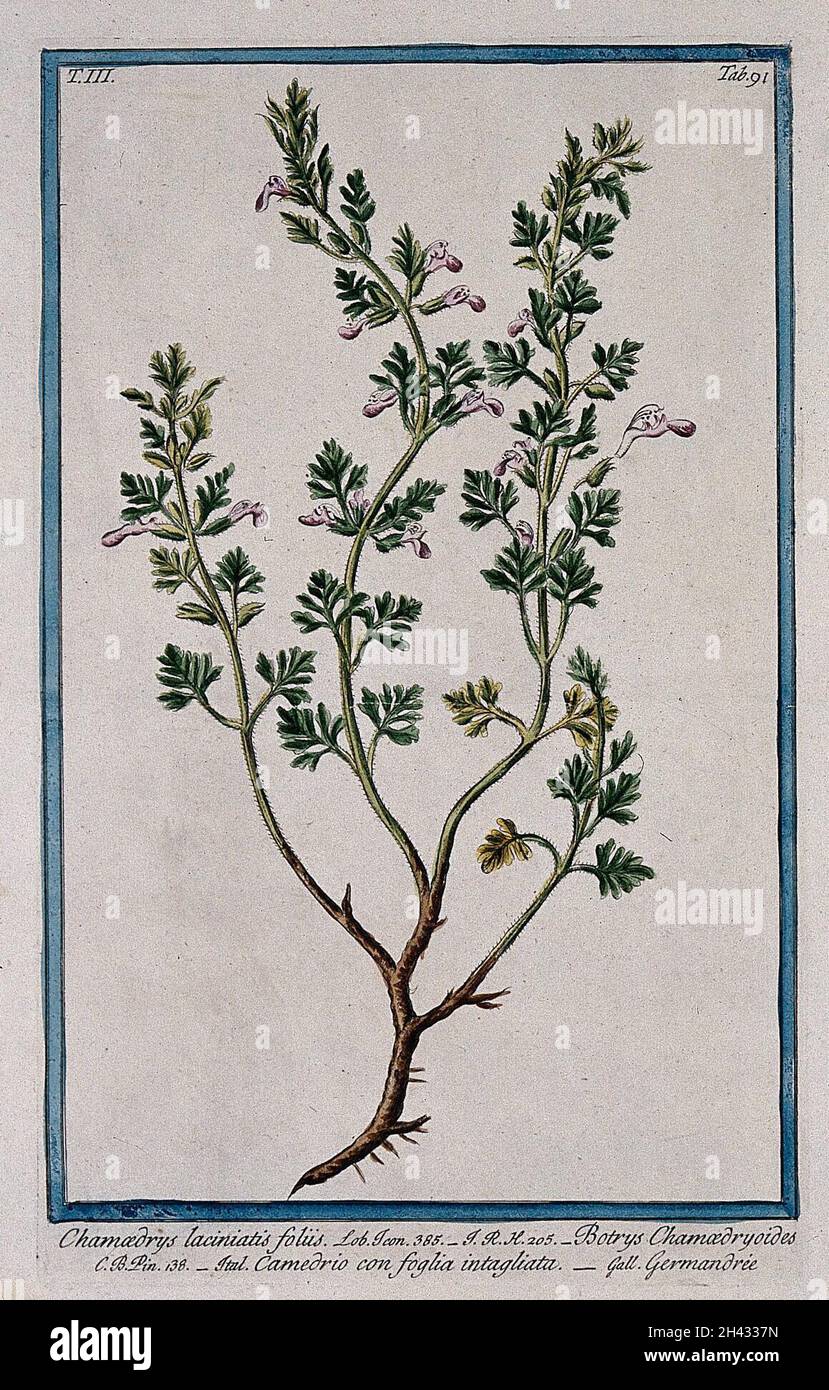 Cut-leaved germander (Teucrium botrys L.): flowering stem with part of rootstock and separate floral segments. Coloured etching by M. Bouchard, 1775. Stock Photo