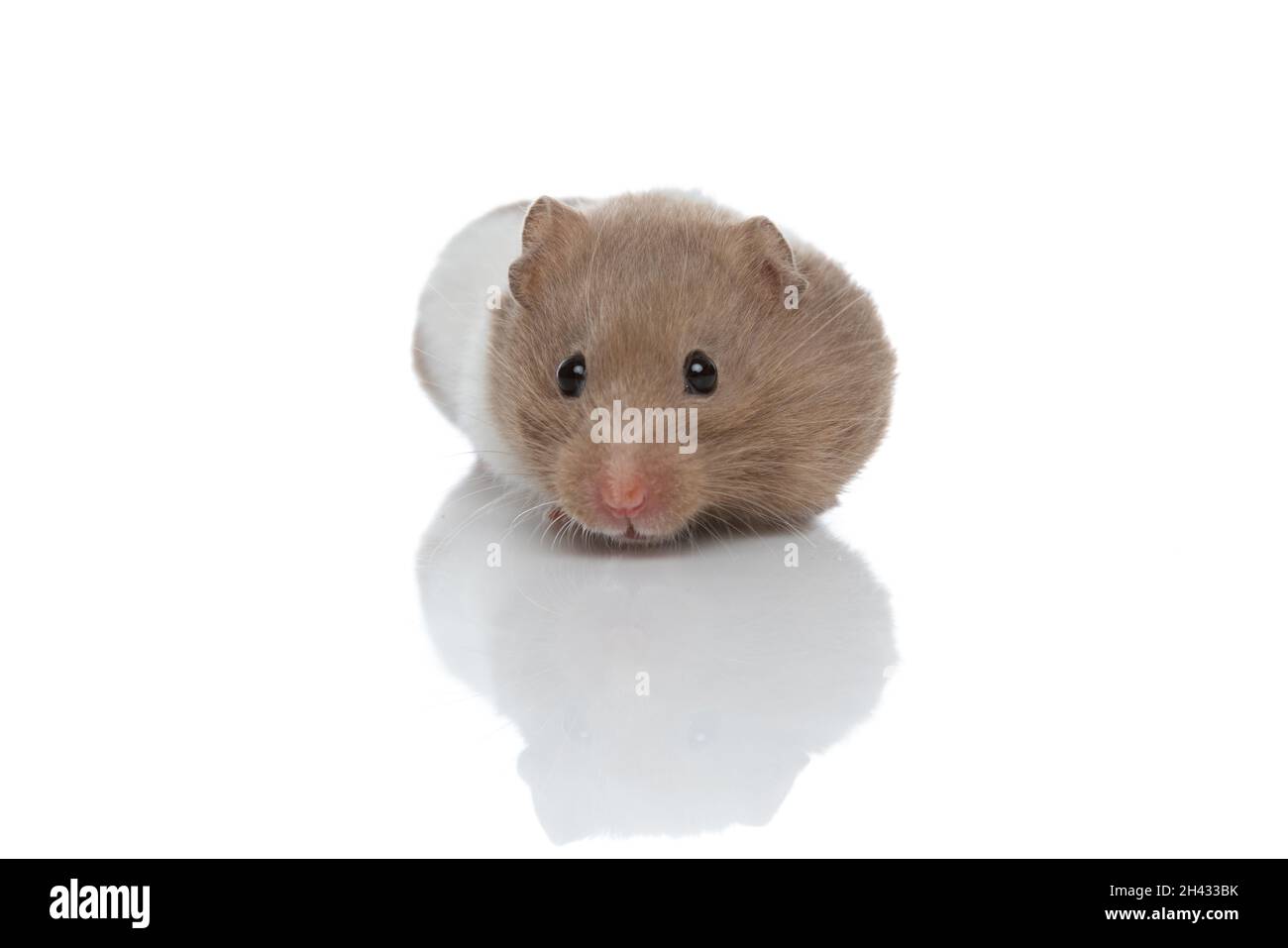 Image showcasing cute syrian hamster standing in his corner and being shy against white ...