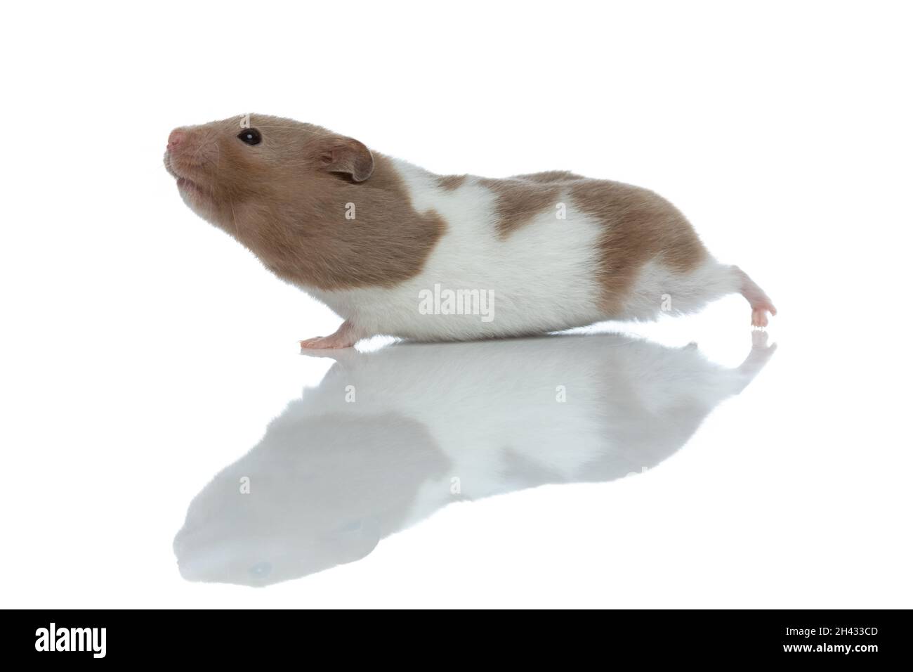 side view of an adorable syrian hamster stretching and standing against ...