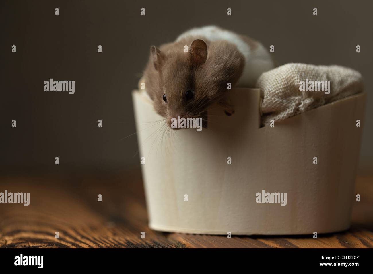 little syrian hamster trying to jump out of bed against gray studio