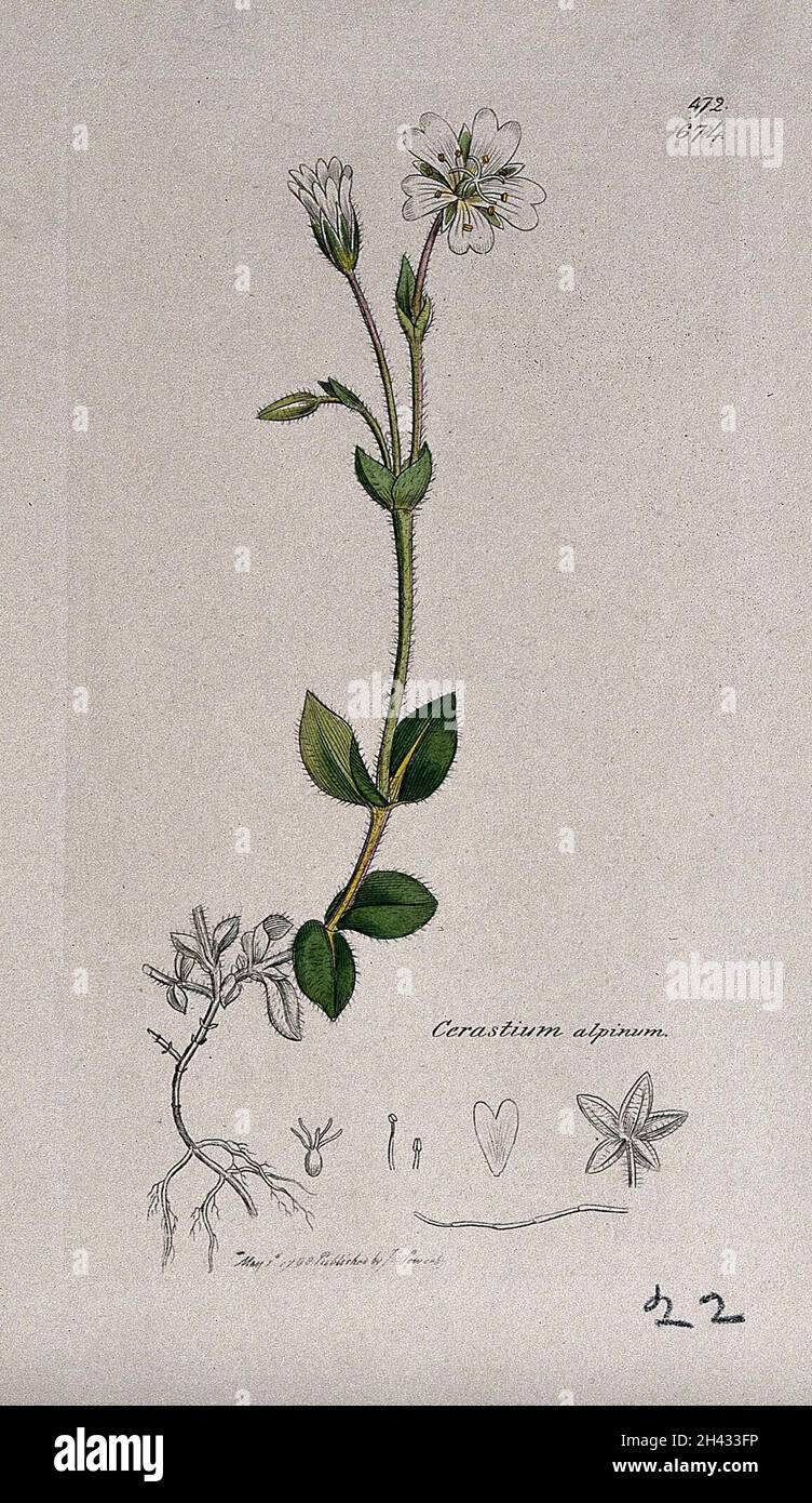 Mouse-ear (Cerastium alpinum): flowering stem and floral segments. Coloured engraving after J. Sowerby, 1798. Stock Photo