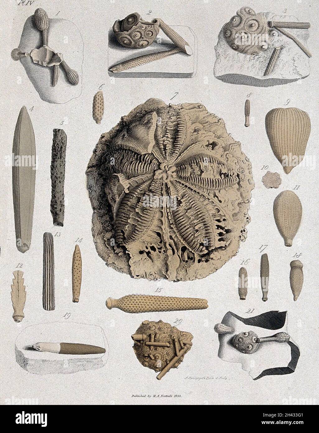 Engraving paleontology hi-res stock photography and images - Alamy