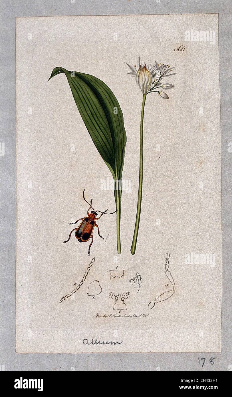 Wild garlic plant (Allium ursinum) with an associated beetle and its anatomical segments. Coloured etching, c. 1831. Stock Photo