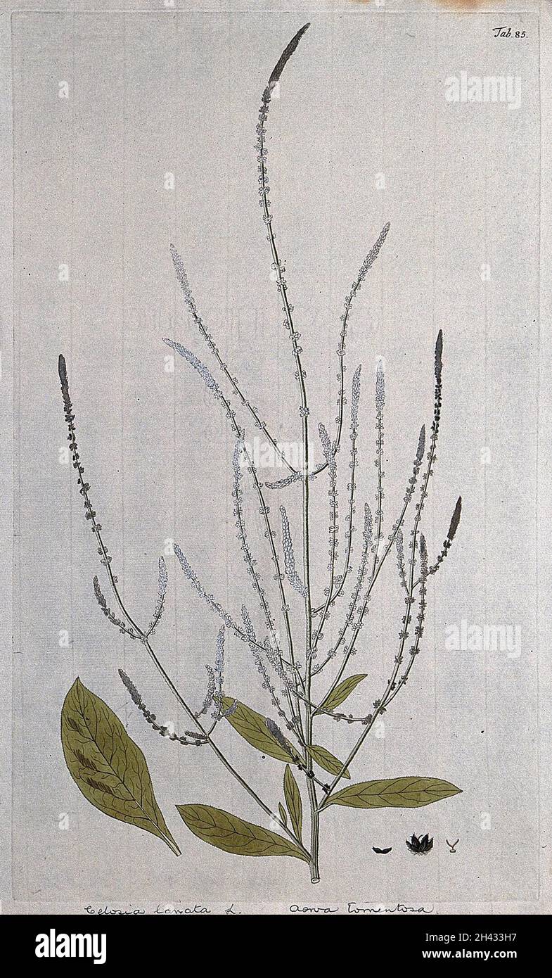 Aerva tomentosa Lam.: flowering stem with separate leaf and floral segments. Coloured engraving after F. von Scheidl, 1776. Stock Photo