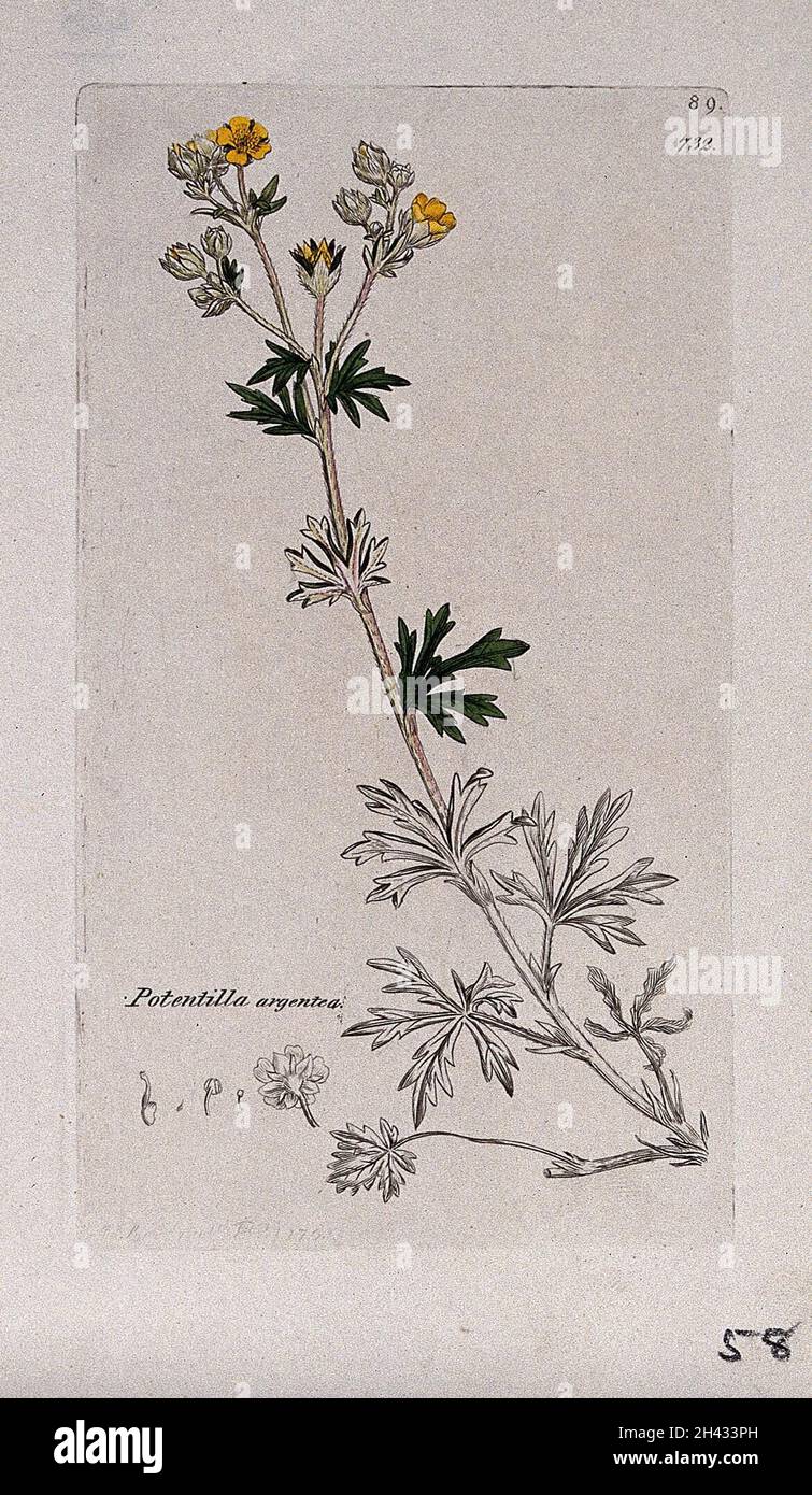 A plant (Potentilla argentea): flowering stem and floral segments. Coloured engraving after J. Sowerby, 1793. Stock Photo