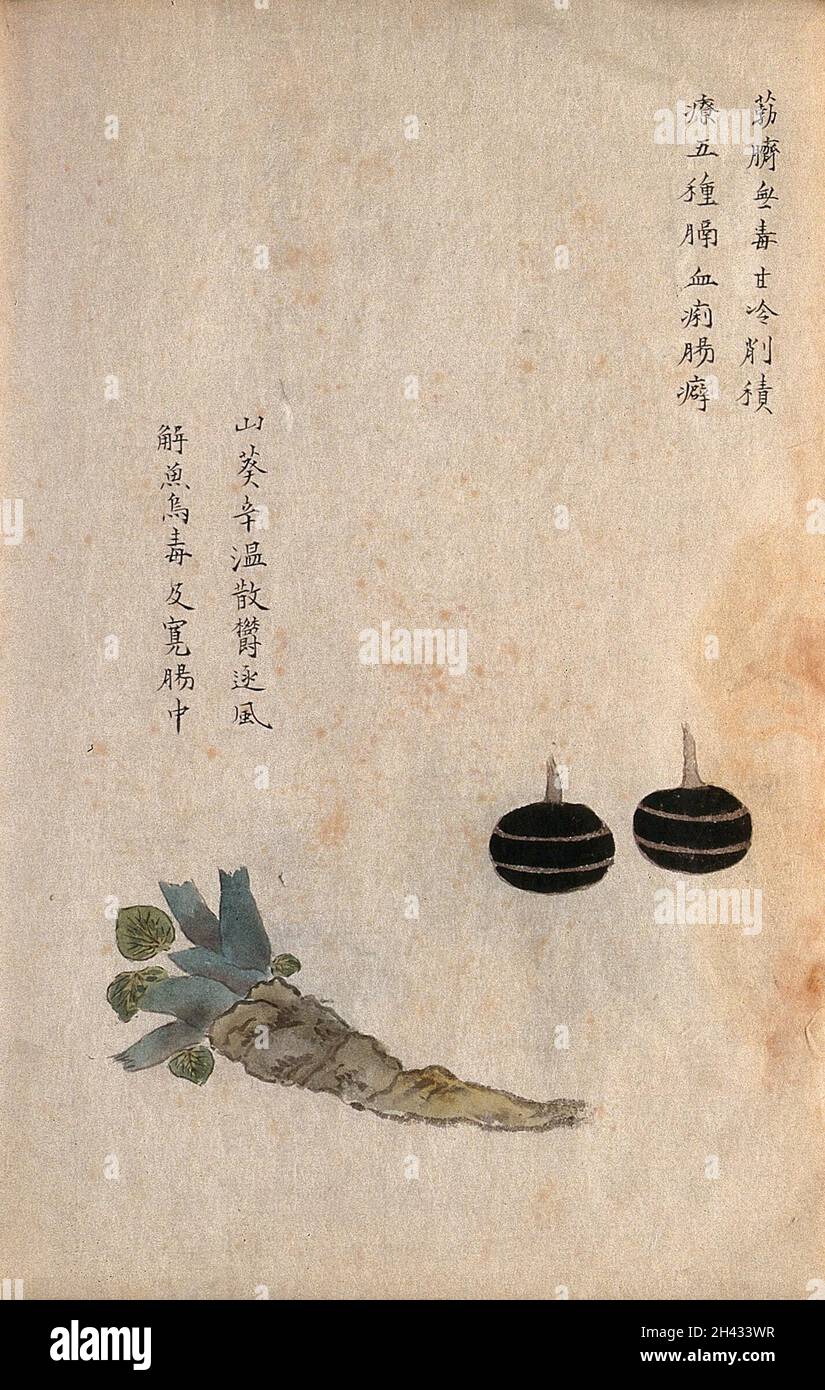 Two water chestnuts (Eleocharis dulcis) and a root of Shan kui. Watercolour. Stock Photo