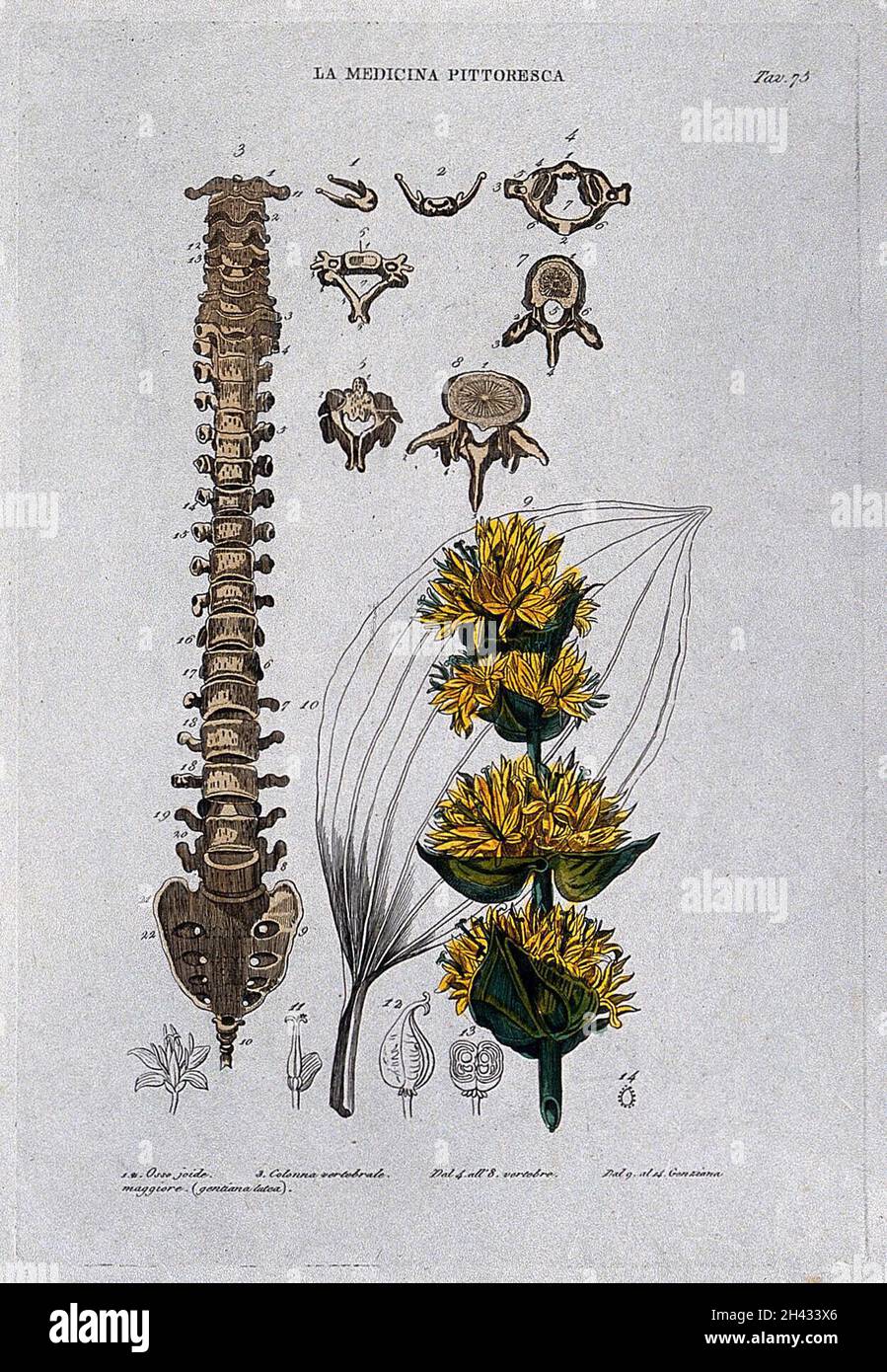 Anatomy and botany; left, vertbral column; right, gentian. Coloured ...