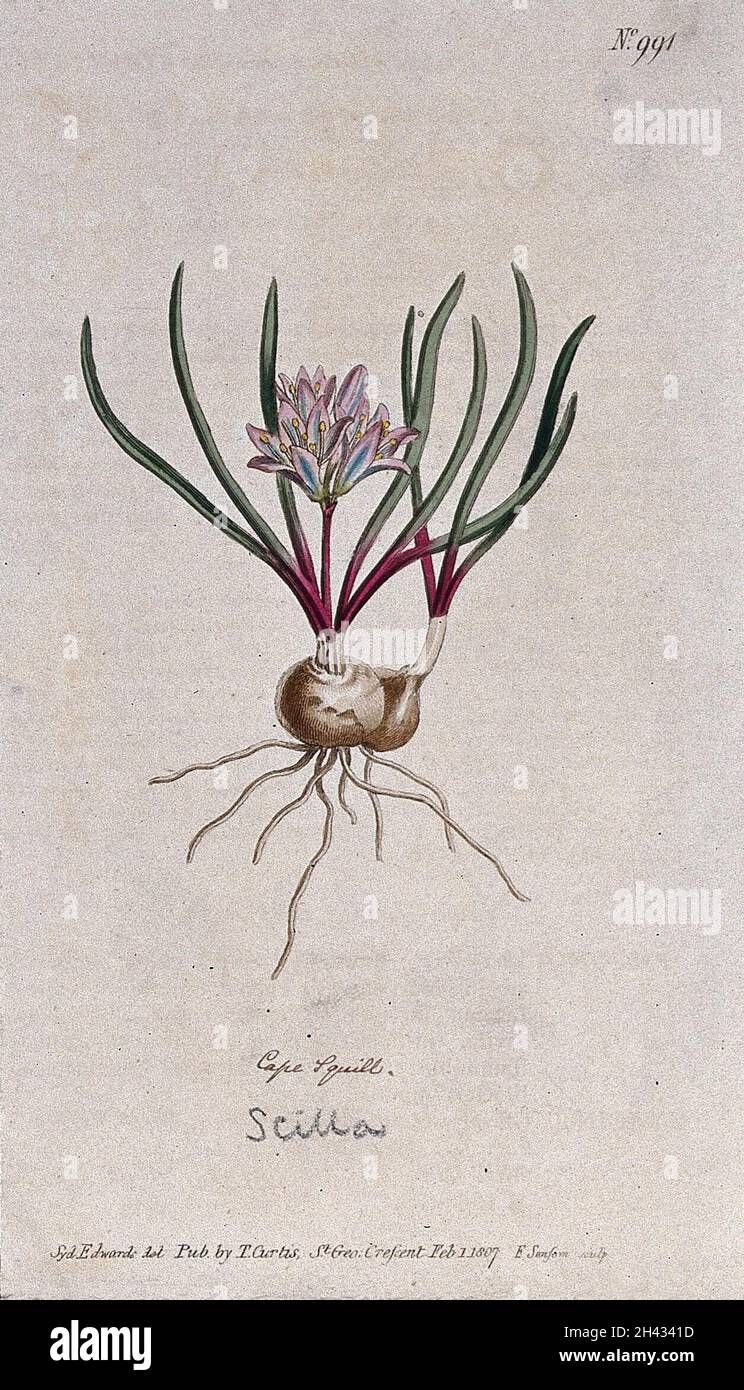 A plant (Hyacinthus corymbosus): flowering plant. Coloured engraving by F. Sansom, c. 1807, after S. Edwards. Stock Photo