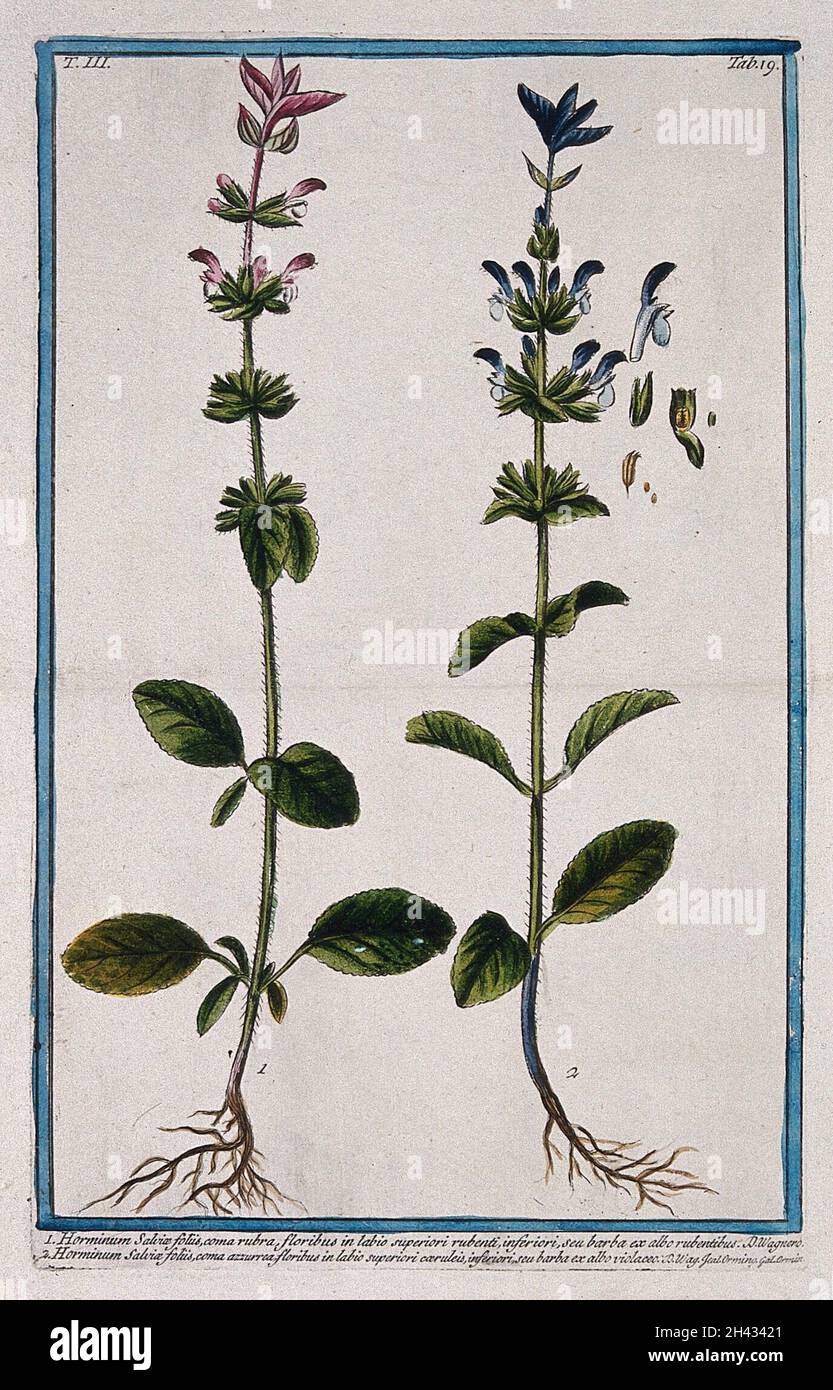 Bluebeard (Salvia viridis L.): two entire flowering stems numbered 1 ...