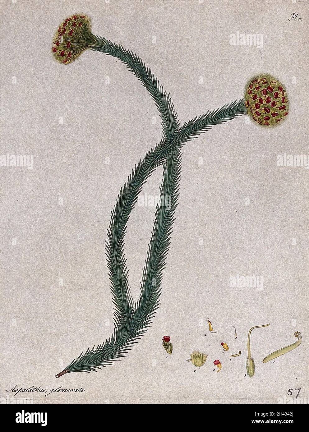A plant (Aspalathus glomerata): flowering stem with floral segments. Coloured engraving, c. 1804, after H. Andrews. Stock Photo
