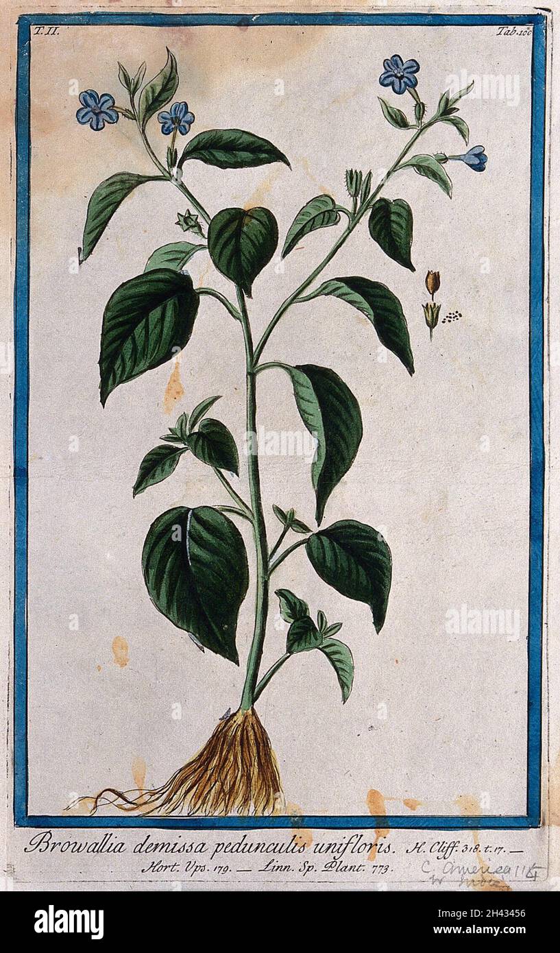 Browallia americana L.: entire flowering plant with separate parts of fruit and seeds. Coloured etching by M. Bouchard, 1774. Stock Photo