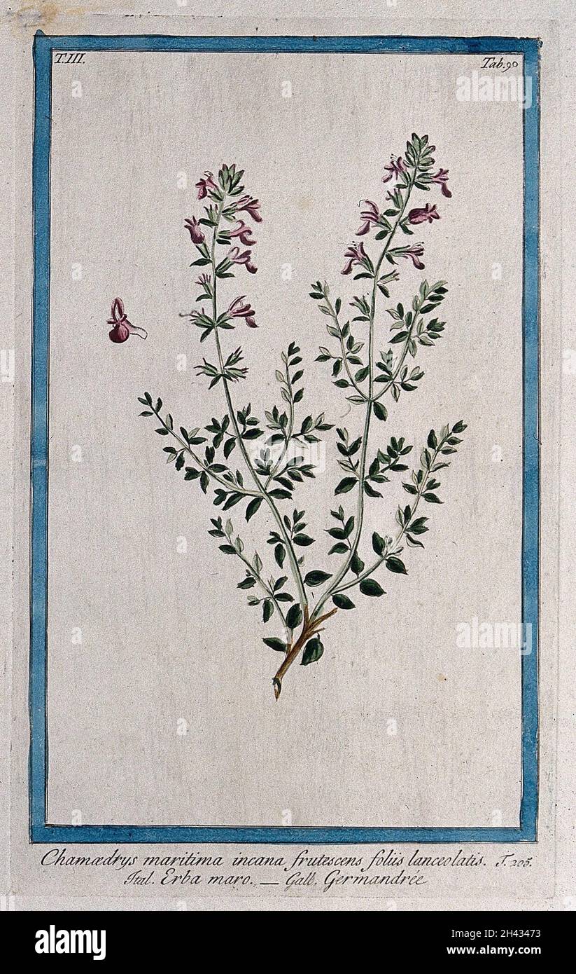 Cat thyme (Teucrium marum L.): flowering stem with separate flower. Coloured etching by M. Bouchard, 1775. Stock Photo