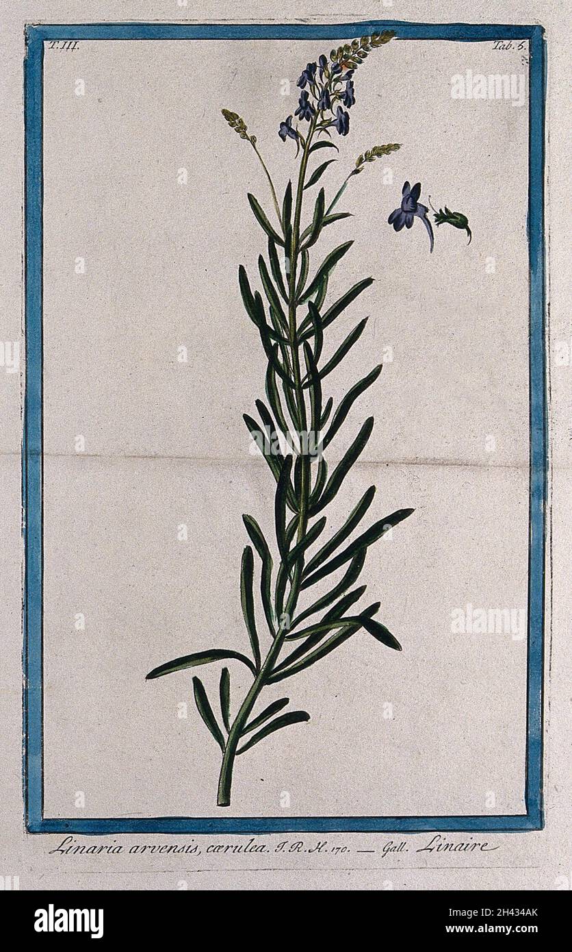 Toadflax (Linaria arvensis): flowering stem with separate floral sections. Coloured etching by M. Bouchard, 1775. Stock Photo