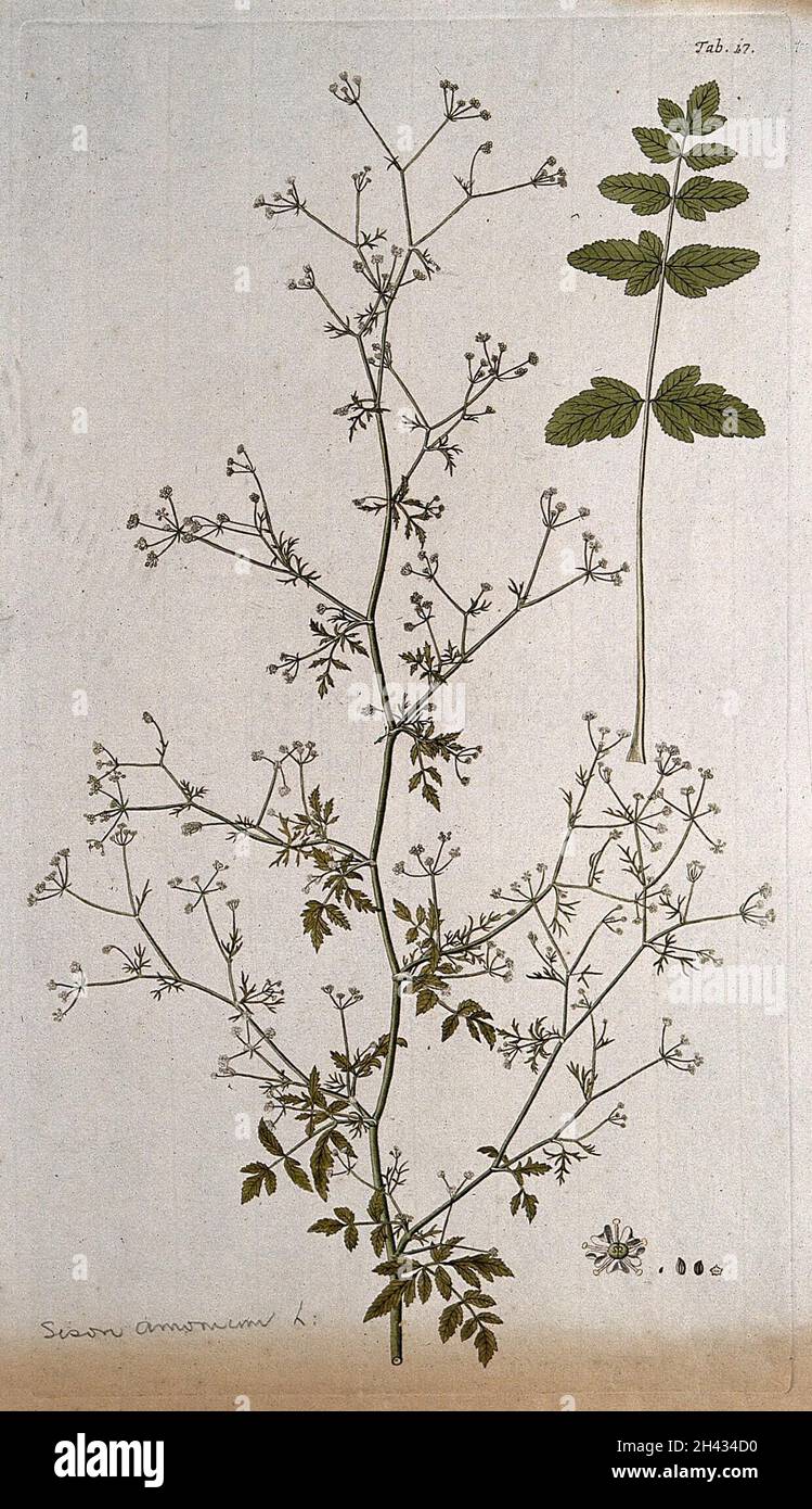 Hedge sison (Sison amomum L.): flowering stem with separate leaf, flower and fruit. Coloured engraving after F. von Scheidl, 1776. Stock Photo