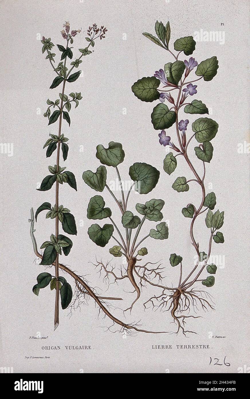 Oregano (Origanum vulgare) and ground ivy (Glechoma hederacea): entire flowering plants. Coloured etching by C. Pierre, c. 1865, after P. Naudin. Stock Photo