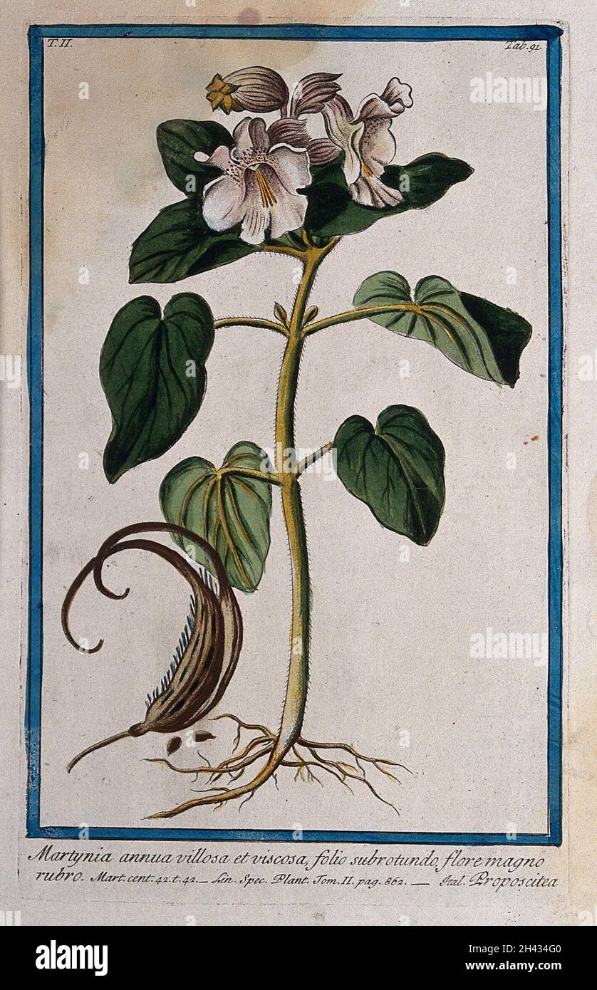 Double claw (Martynia annua L.): entire flowering plant with separate fruit and seed. Coloured etching by M. Bouchard, 1774. Stock Photo