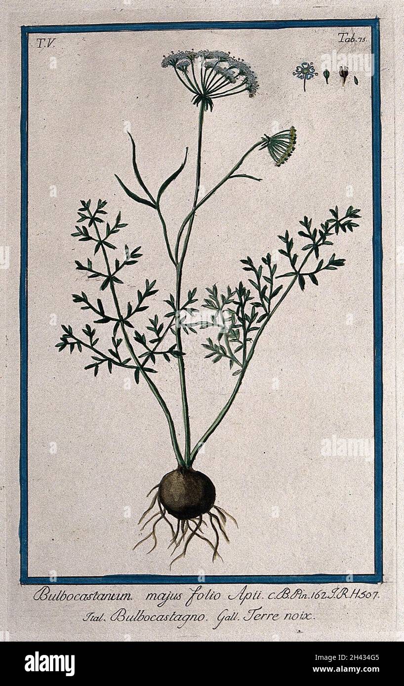 Bunium bulbocastanum L.: entire flowering and fruiting plant with separate flower, fruit and seed. Coloured etching by M. Bouchard, 1778. Stock Photo