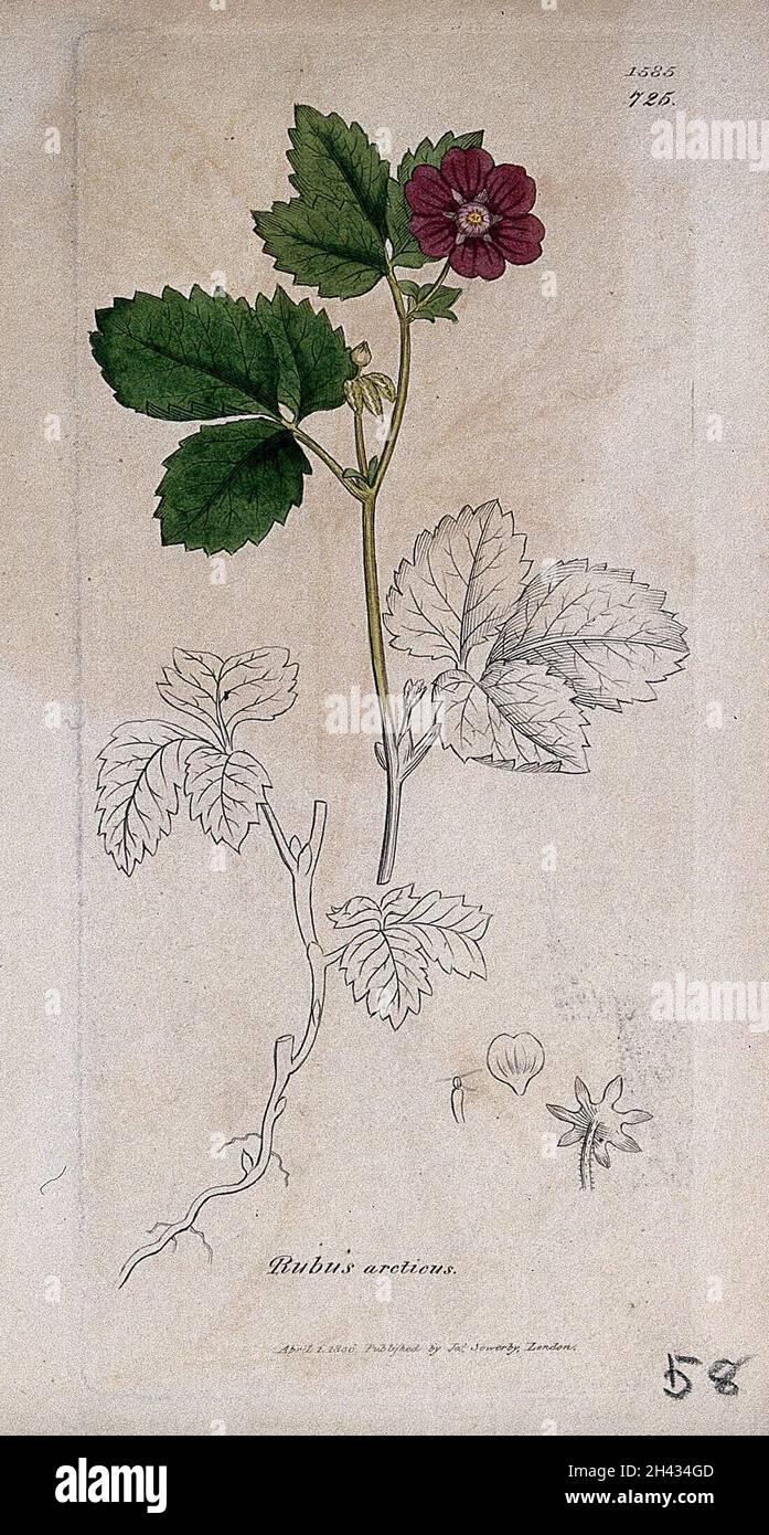 Arctic raspberry (Rubus arcticus): flowering stem, root and floral segments. Coloured engraving after J. Sowerby, 1806. Stock Photo