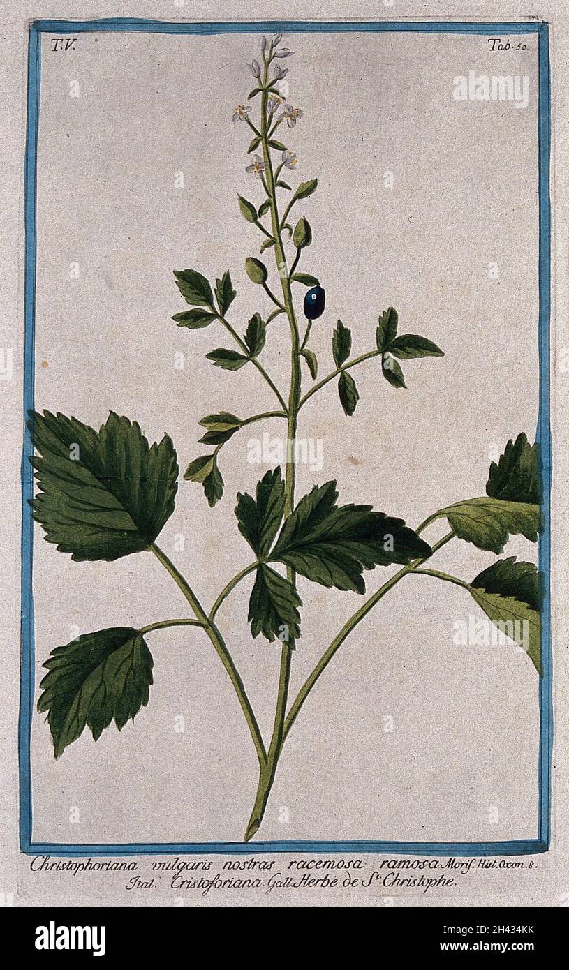 Herb Christopher (Actaea spicata L.): flowering and fruiting stem. Coloured etching by M. Bouchard, 1778. Stock Photo