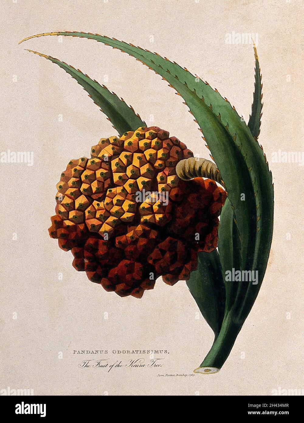 Ketaki (Pandanus tectorius Sol. ex Parkinson): mature fruit. Coloured aquatint after J. Forbes, 1769. Stock Photo