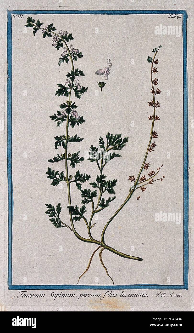 Germander (Teucrium supinum): flowering and fruiting stem with separate floral segments. Coloured etching by M. Bouchard, 1775. Stock Photo