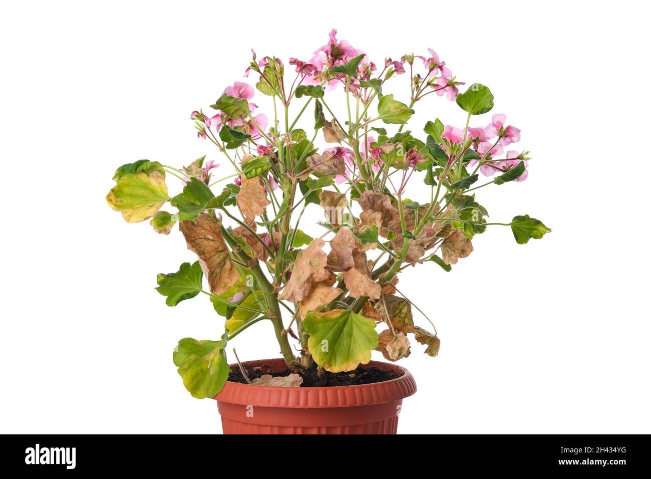 Diseased geranium flower with withered leaves in a pot isolated on white background. Stock Photo