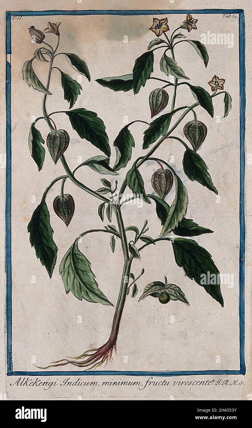 Chinese lantern (Physalis alkekengi L.): entire flowering and fruiting plant with separate opened calyx and berry. Coloured etching by M. Bouchard, 1774. Stock Photo
