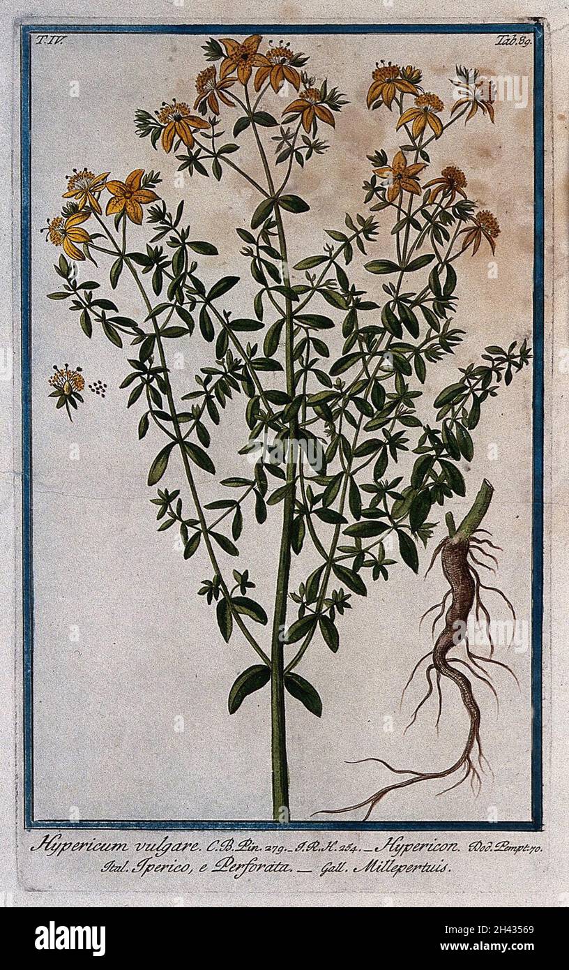 St. John's wort or klamath weed (Hypericum perforatum L.): flowering stem with separate root, flower and seed. Coloured etching by M. Bouchard, 177-. Stock Photo