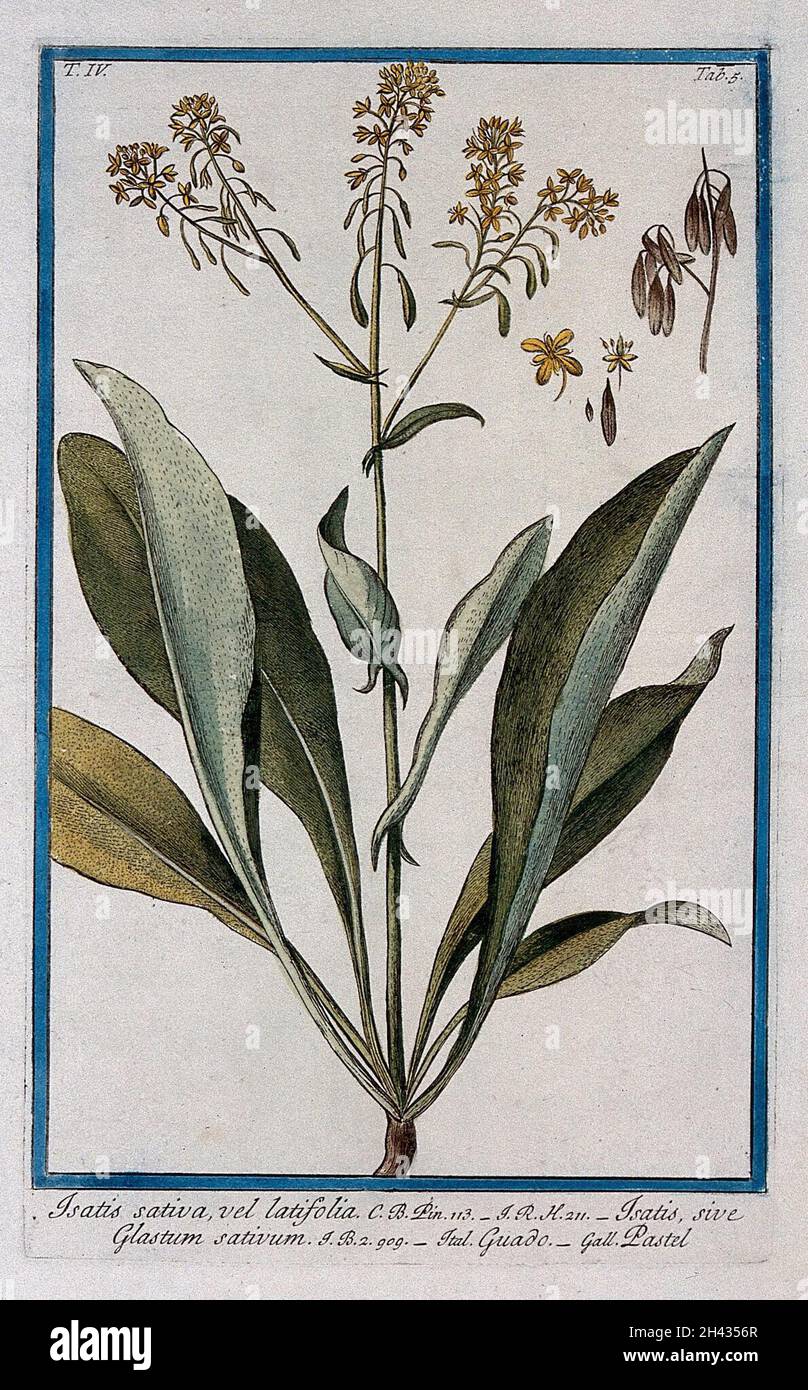 Woad (Isatis tinctoria L.): flowering stem with separate sections of fruit and flower. Coloured etching by M. Bouchard, 177-. Stock Photo