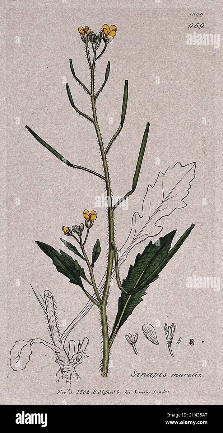 Wall rocket (Diplotaxis muralis): flowering stem, leaf and floral segments. Coloured engraving after J. Sowerby, 1802. Stock Photo