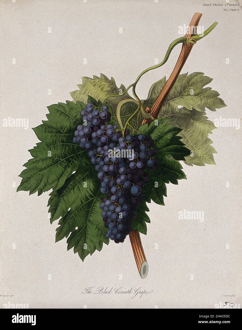 The Black Corinth grape (Vitis vinifera cv.): fruiting branch. Coloured