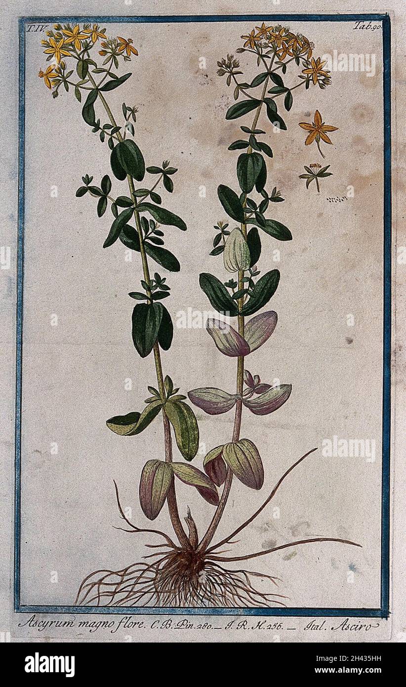 St. John's wort (Hypericum olympicum): entire flowering plant with separate floral segments and seed. Coloured etching by M. Bouchard, 177-. Stock Photo