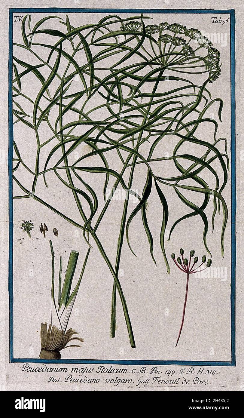 Hog fennel (Peucedanum officinale L.): inflorescence, leaf, stem base, fruit and floral segments. Coloured etching by M. Bouchard, 1778. Stock Photo