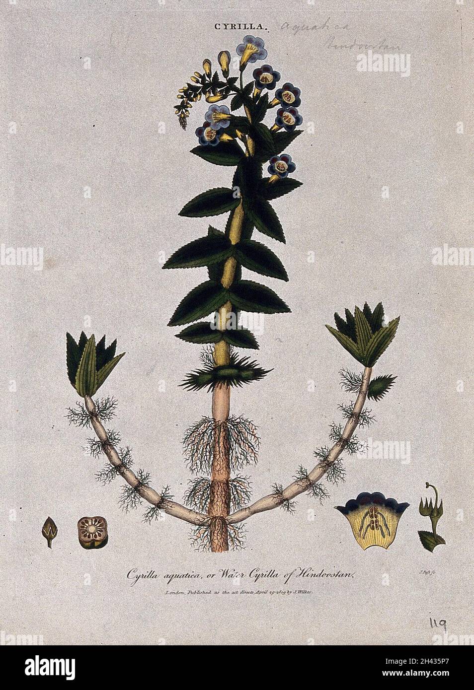 A plant (Limnophila racemosa): flowering stem and floral segments. Coloured etching by J. Pass, c. 1809, after J. Ihle. Stock Photo