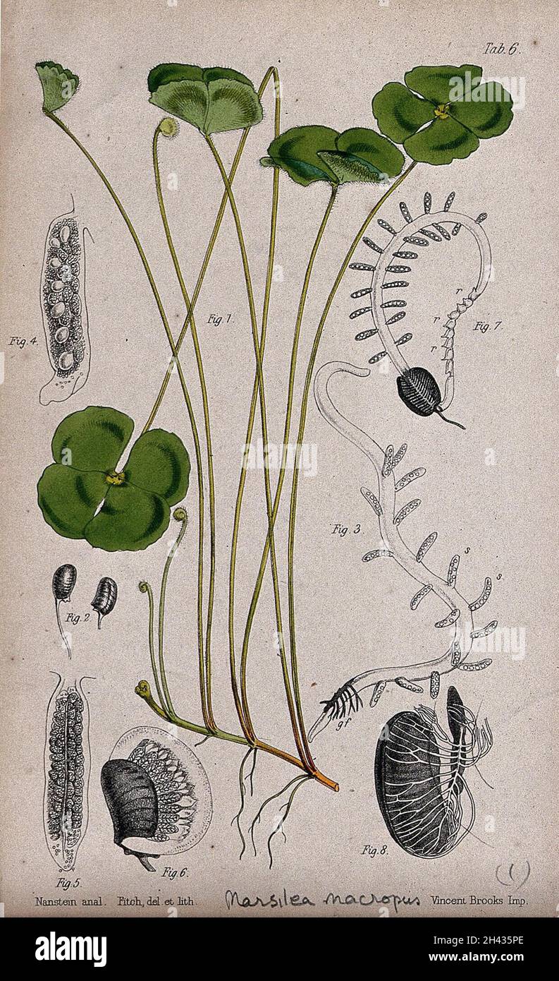 Water clover (Marsilea macropus): leafy stem with details of the sporocarp and embryonic plant. Coloured lithograph by W. Fitch, c. 1863, after himself, after Nanstein. Stock Photo