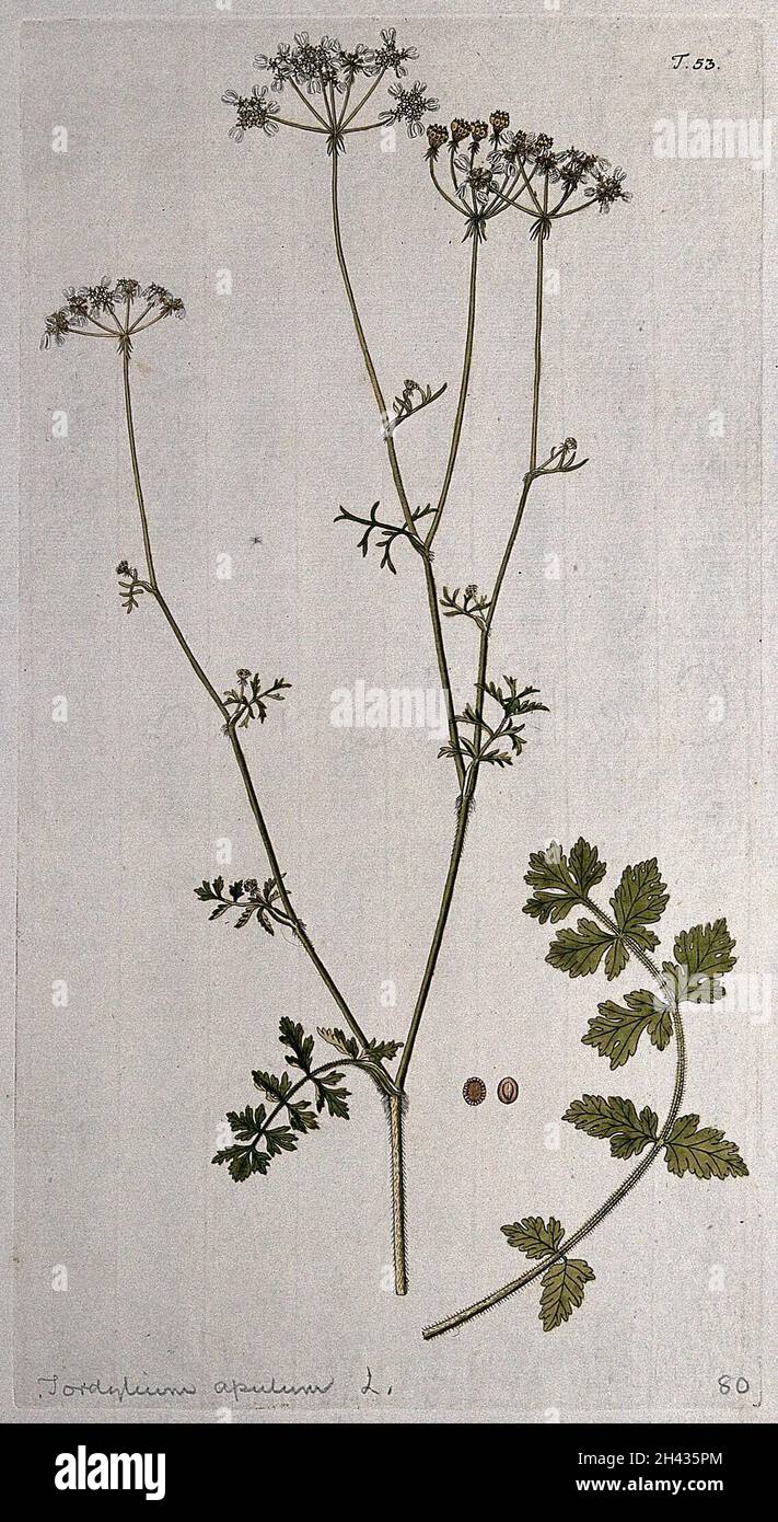 Tordylium apulum L.: flowering and fruiting stem with separate leaf and fruit. Coloured engraving after F. von Scheidl, 1770. Stock Photo