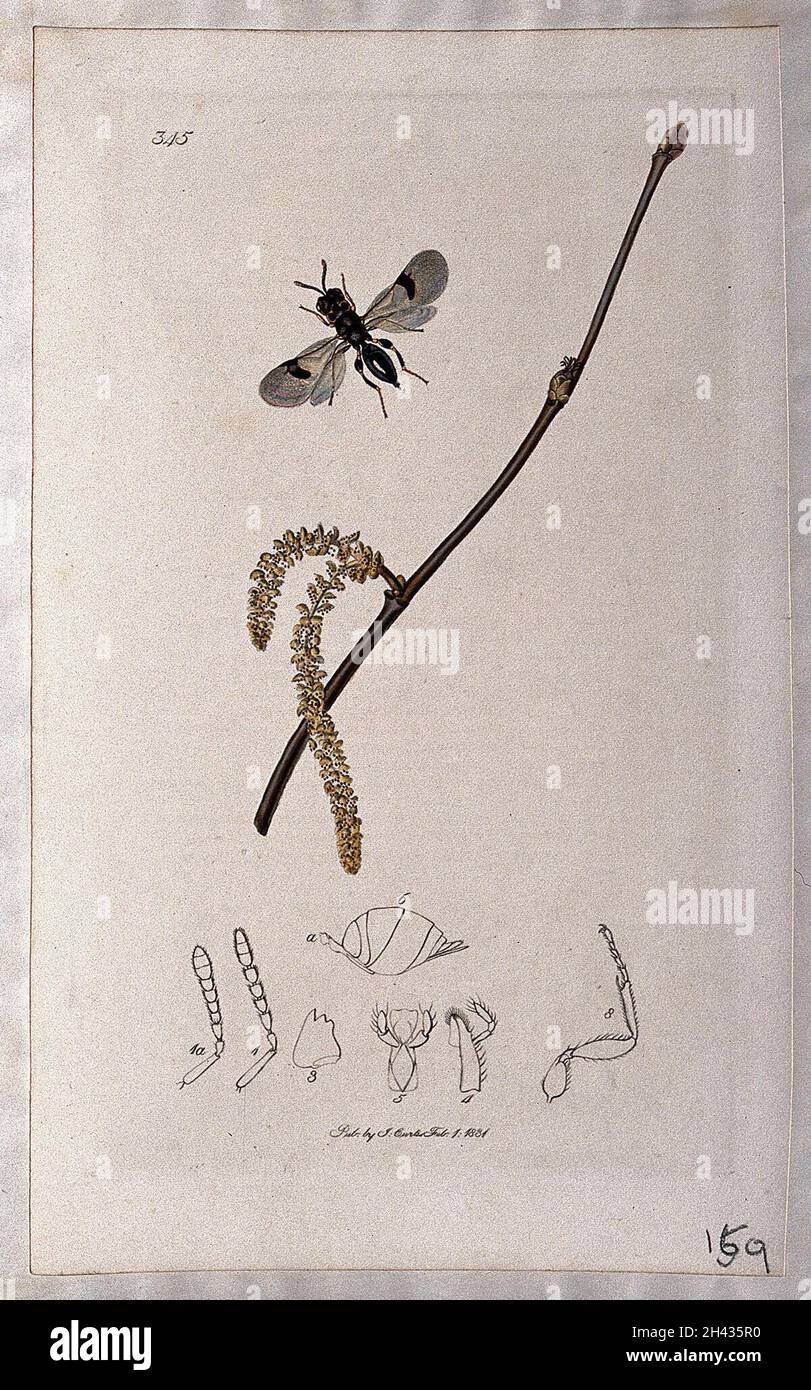 Hazel twig (Corylus avellana) with an associated insect and its anatomical segments. Coloured etching, c. 1831. Stock Photo