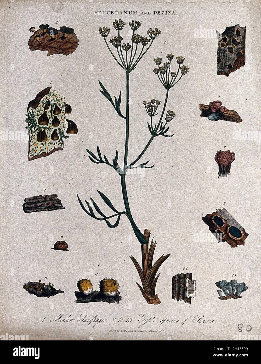 Hog fennel (Peucedanum officinale) and eight types of cup fungi (Peziza species). Coloured engraving by J. Pass, c. 1823. Stock Photo