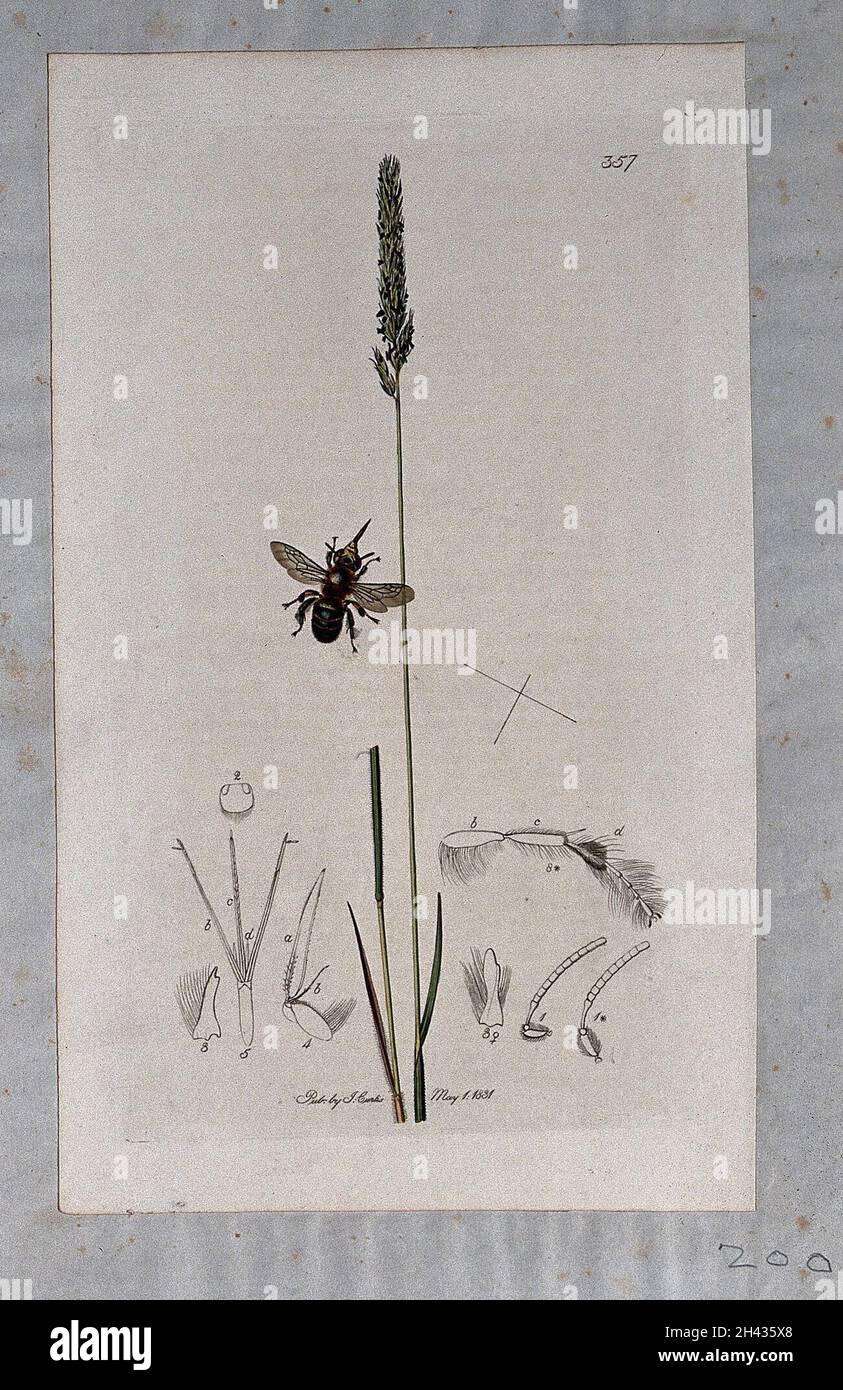 Crested hair grass (Koeleria cristata) with an associated insect and its anatomical segments. Coloured etching, c. 1831. Stock Photo