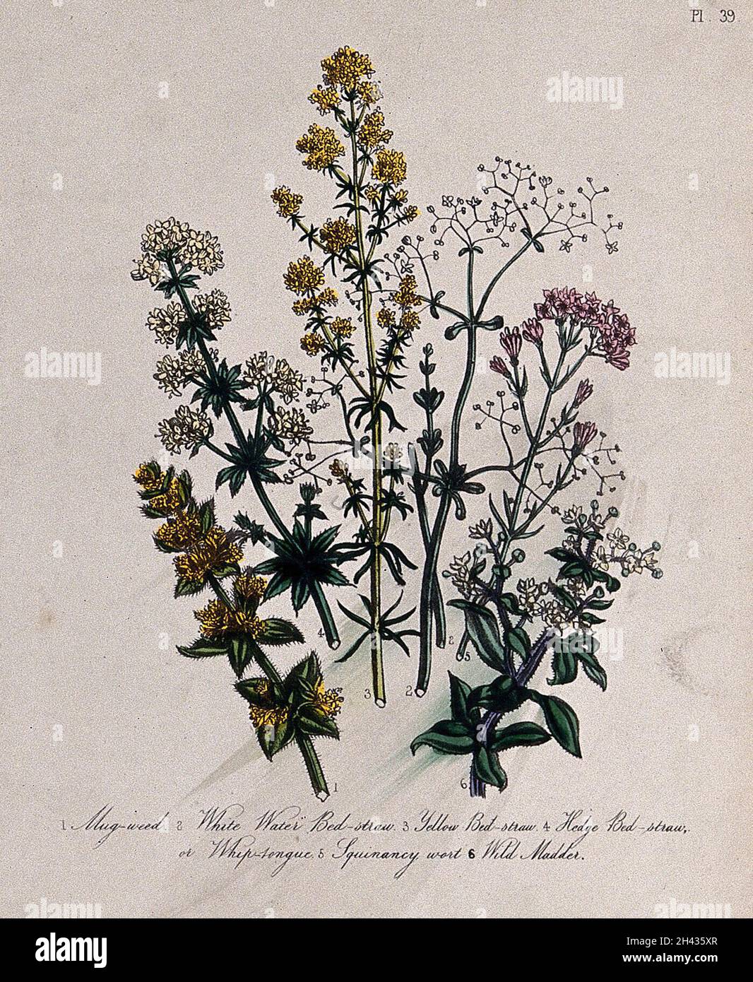 Six British wild flowers, four types of bedstraw (Galium species), squinancywort (Asperula cynanchica) and levant (Rubia peregrina). Coloured lithograph, c. 1856, after H. Humphreys. Stock Photo