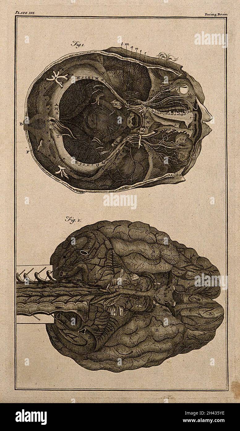 The brain, after Haller and Ridley. Engraving, 18th century. Stock Photo