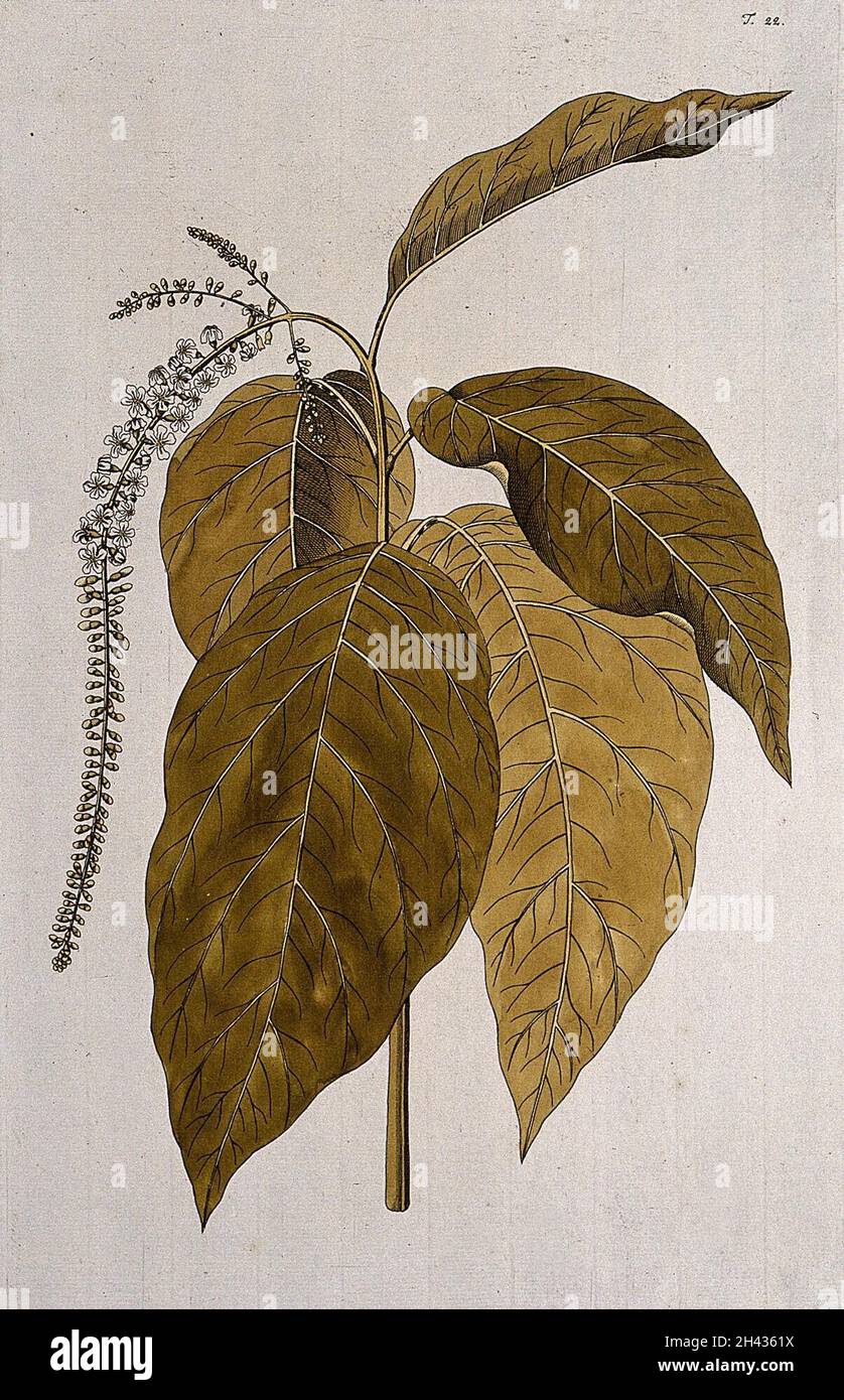 Citharexylum quadrangulare hi-res stock photography and images - Alamy