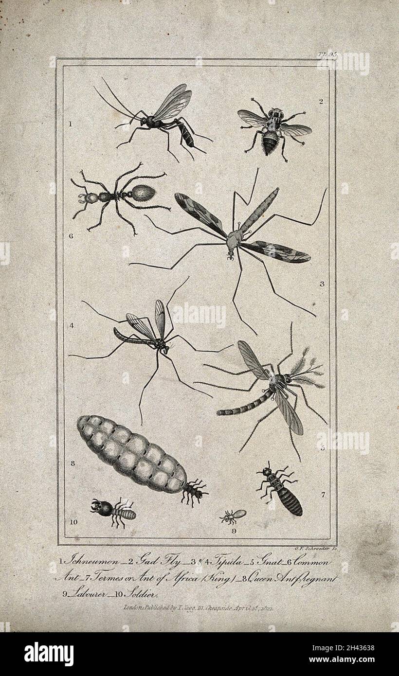 Ten insects, including an ichneumon, a gnat and a king, a queen, a labourer and a soldier ant. Engraving by G. F. Schroeder, ca. 1822. Stock Photo