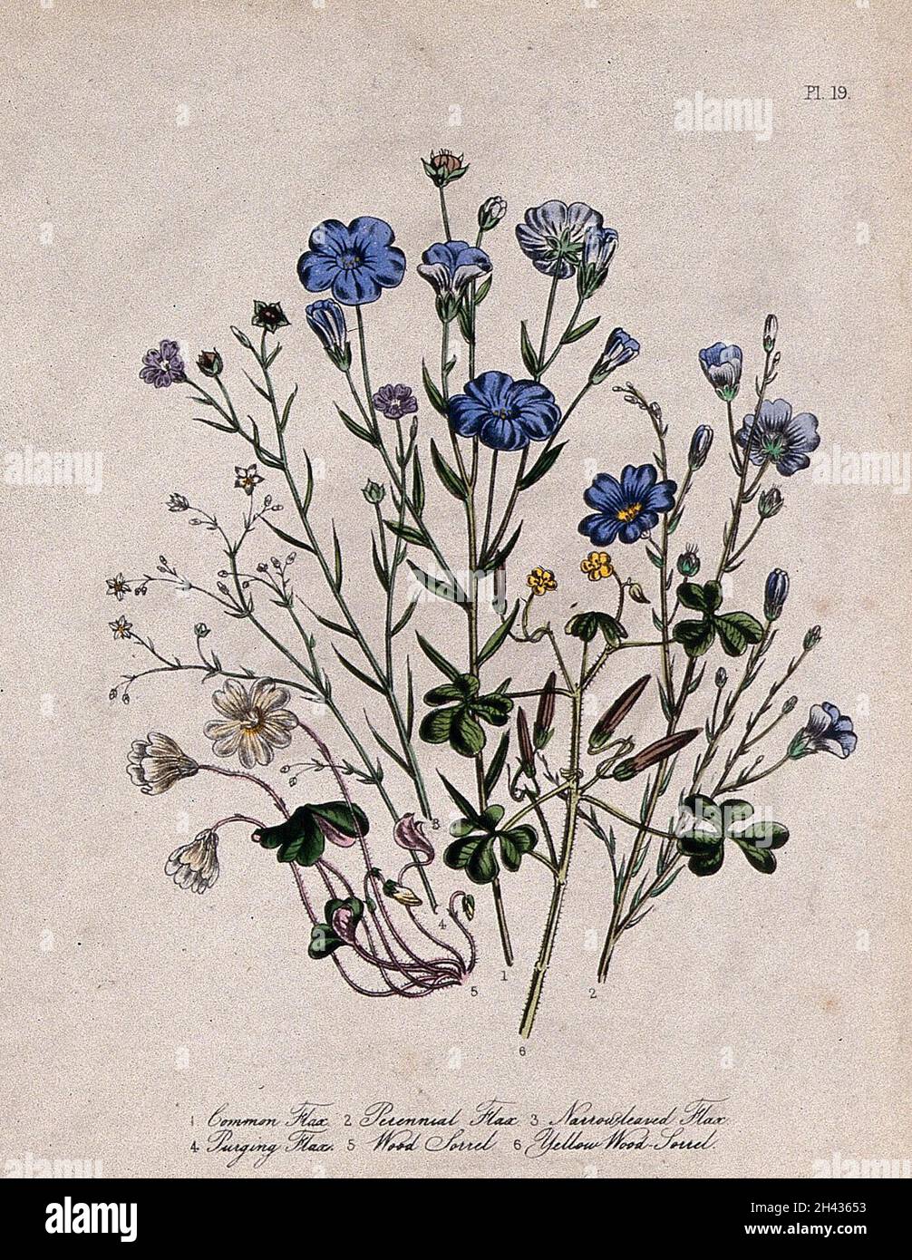 Six British wild flowers, four types of flax (Linum species) and two wood sorrel (Oxalis). Coloured lithograph, c. 1846, after H. Humphreys. Stock Photo