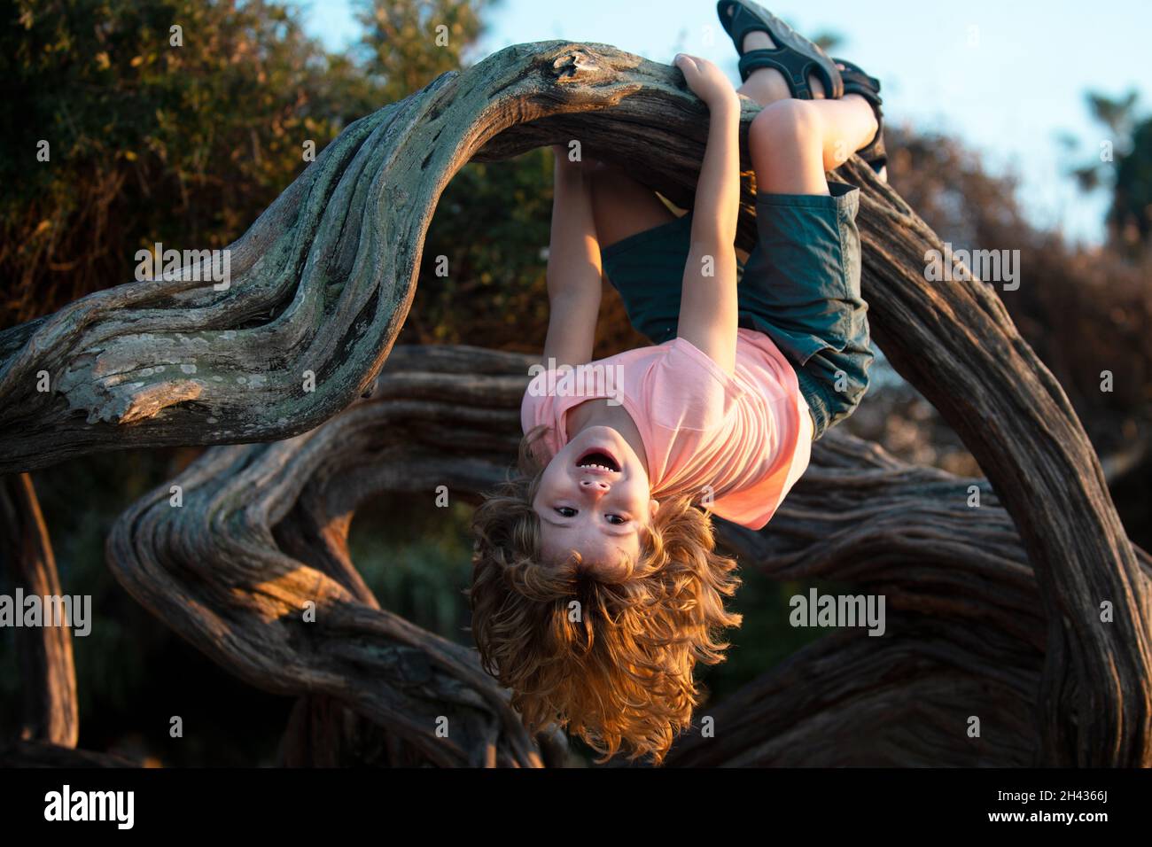 Funny cute boy hanging from branch of tree. Summer time. Stock Photo