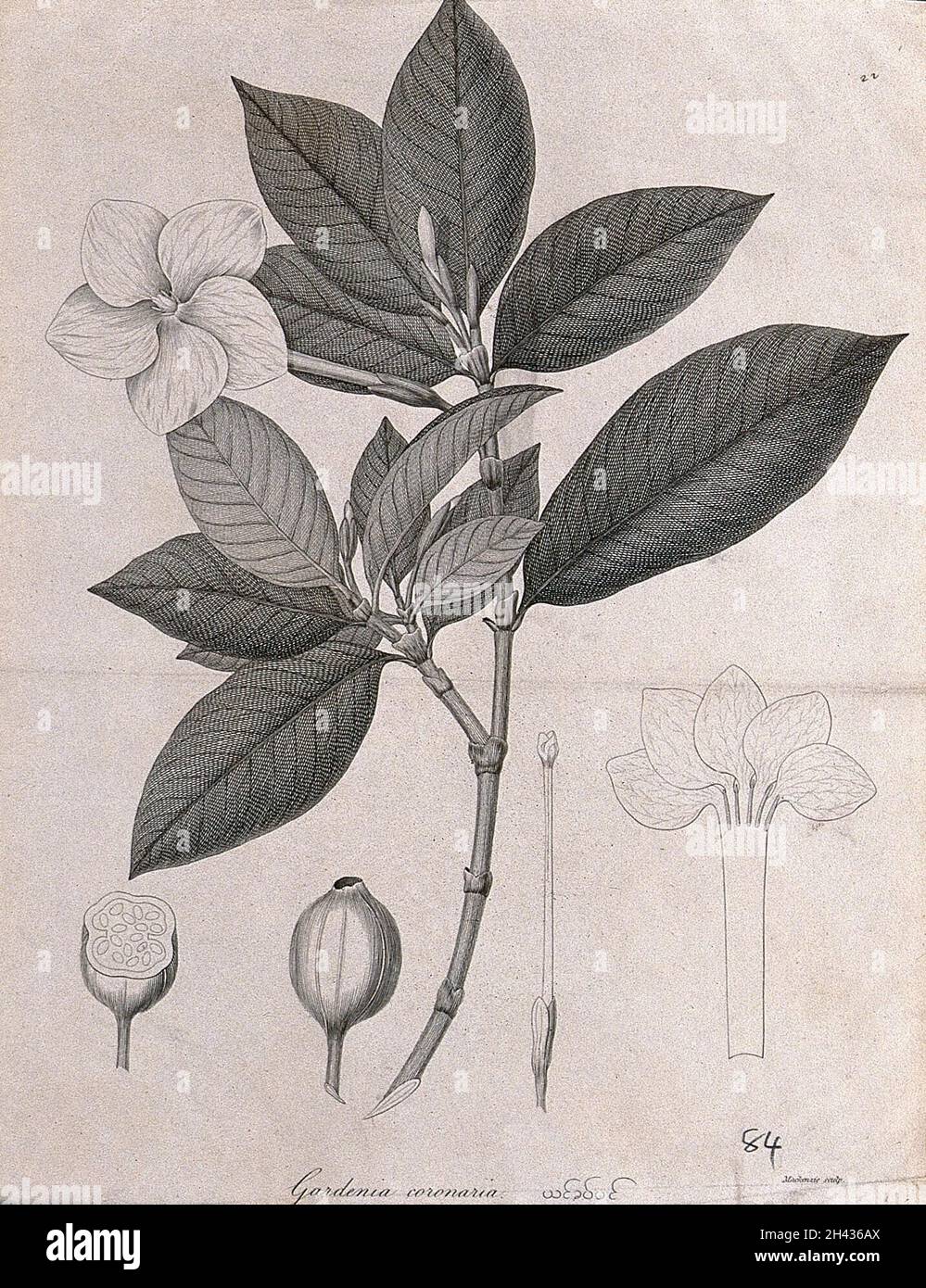 Cape jasmine (Gardenia coronaria): flowering stem with separate floral and fruit segments. Line engraving by Mackenzie, c.1795. Stock Photo