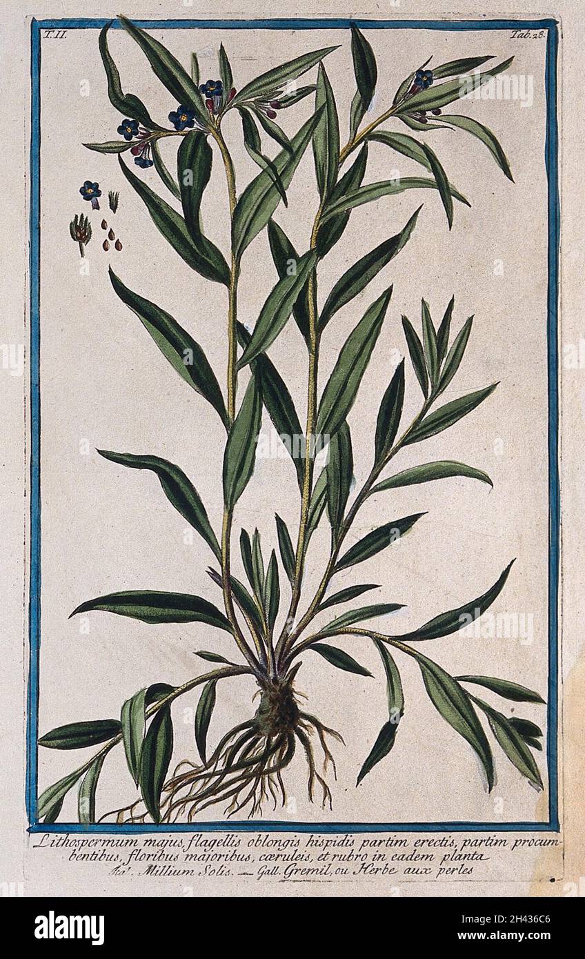 Gromwell (Lithospermum officinale L.): entire flowering plant with separate flower, fruit and seeds. Coloured etching by M. Bouchard, 1774. Stock Photo